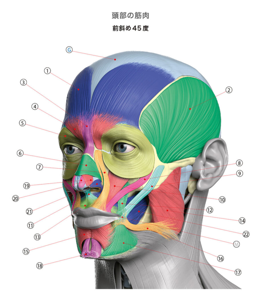 顔の解剖学 表情筋