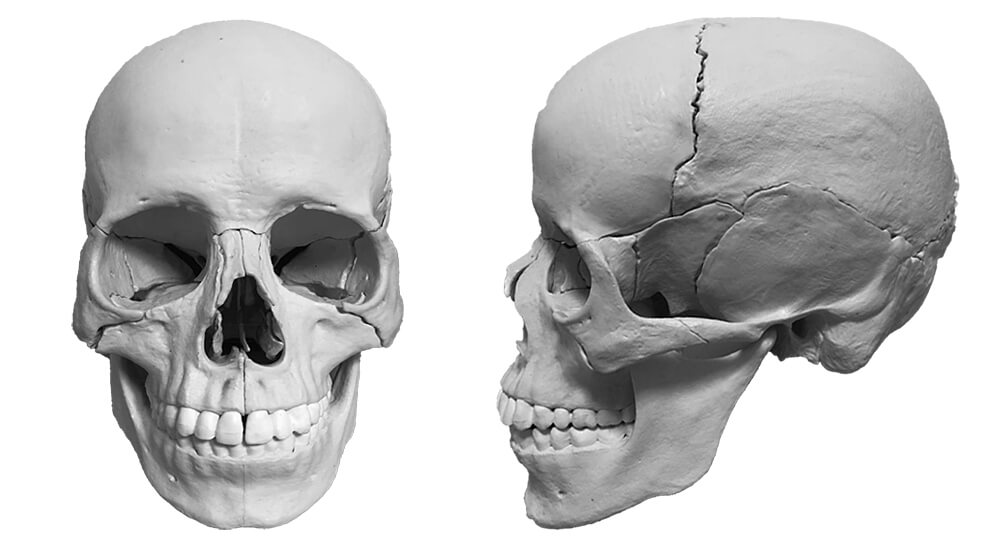 頭蓋骨と顔の歪み