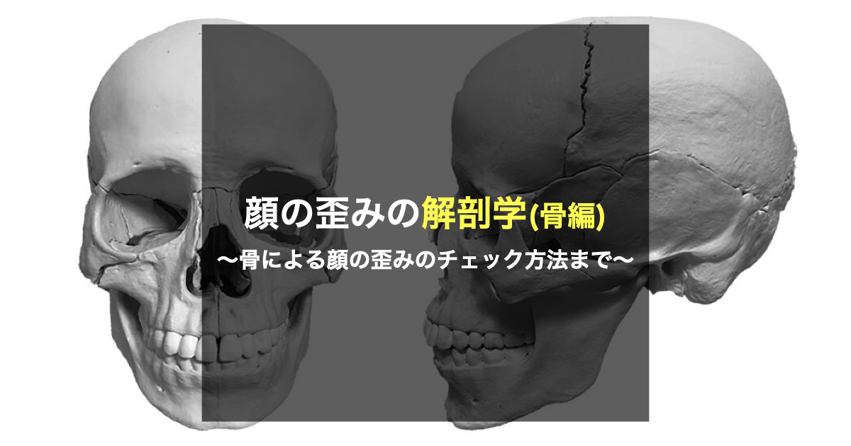 顔の歪みの解剖学（骨編) |骨による顔の歪みのチェック方法
