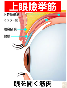 目を大きく開く上眼瞼挙筋