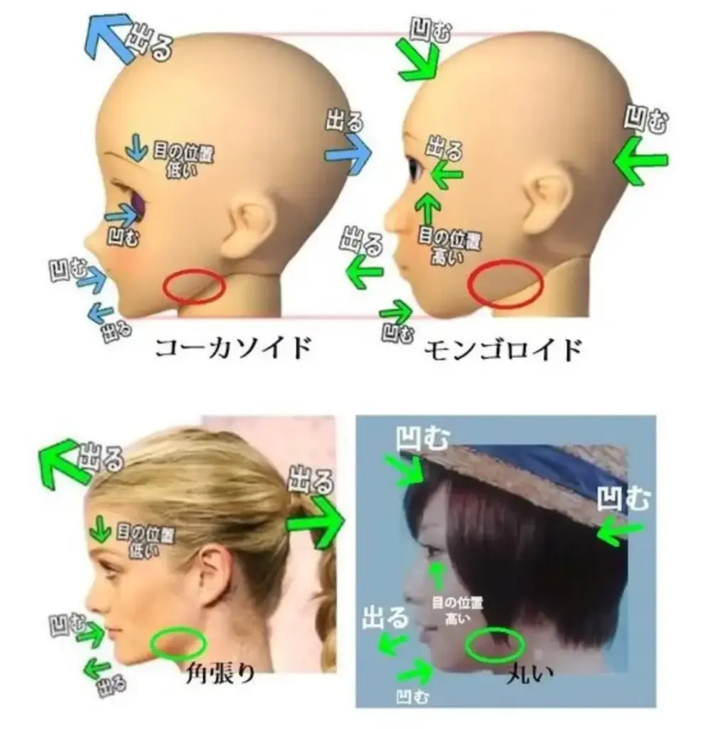 人種により頭蓋骨の形状
