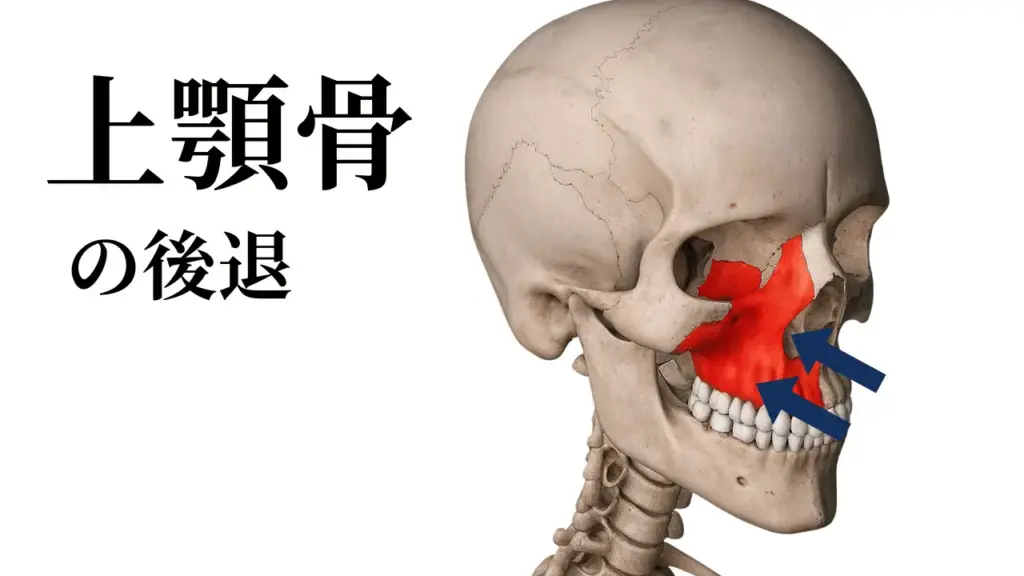 頭蓋骨の変化：上顎骨