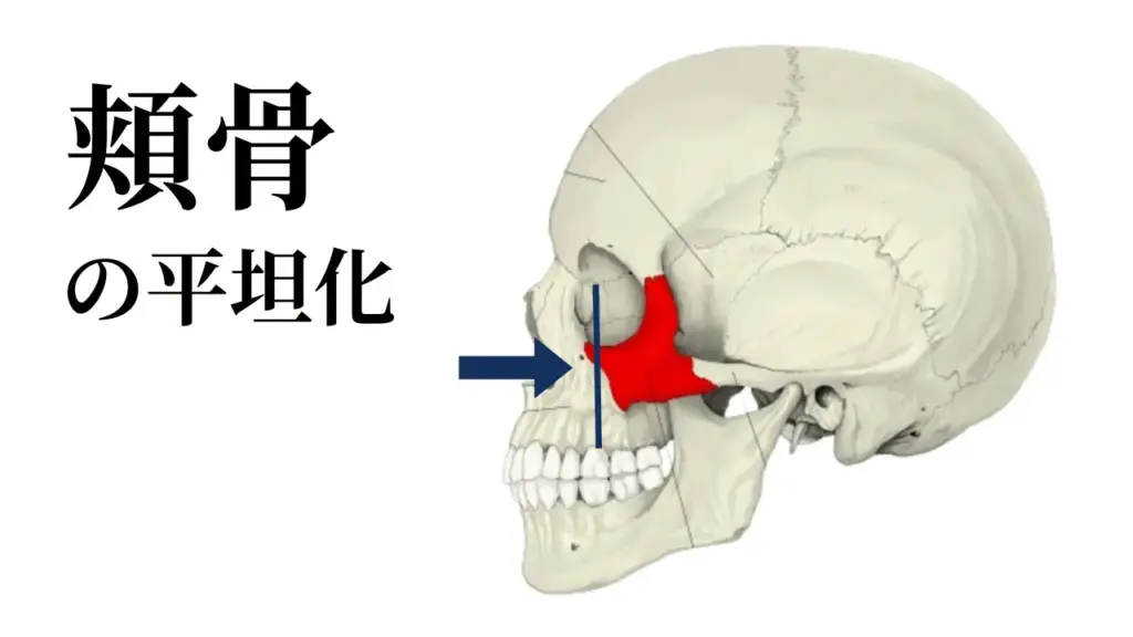 頭蓋骨の変化：頬骨