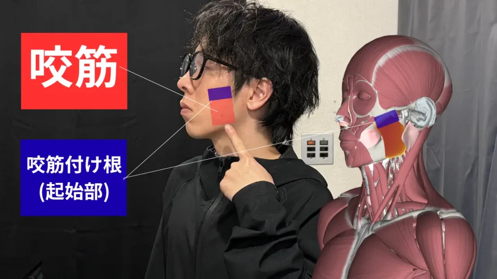 咬筋のセルフストレッチ